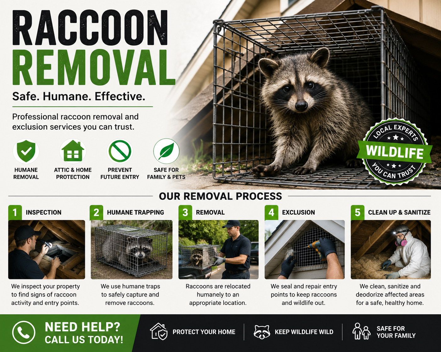 Raccoon Removal London Ontario: A Practical Guide to Safe and Effective Wildlife Control